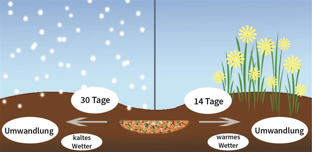 Grafik zeigt die Dauer der Verrottung von Küchenbokashi im Winter oder im Sommer..