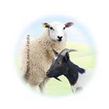 Bild für Kategorie Schafe + Ziegen
