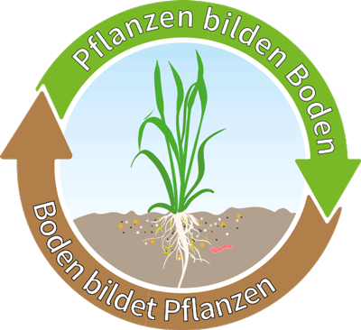 Grafik Boden-Pflanzen